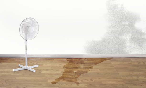 Best Mold removal after water damage  in Franklinton, LA